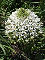 Scilla Peruviana (fam. Liliacees)(rg mediterraneennes occidentales) (01) (Photo F. Mrugala)